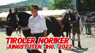 Tiroler Noriker Jungstutenschau 2024 St Johann TirolWeitau  2jährig [upl. by Spearing23]