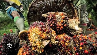 How to Make Palm Oil from Scratch  Traditional Palm Oil Production StepbyStep [upl. by Miarfe495]