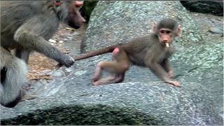 Baboon Family at Munich Zoo  Baby Elephant Ludwig  Giraffe Limber  Mountain Zebra foal [upl. by Reese747]