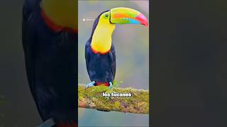 Descubre a los Tucanes 🦜✨ Maestros de la Acrobacia Aéreaquot [upl. by Graff]