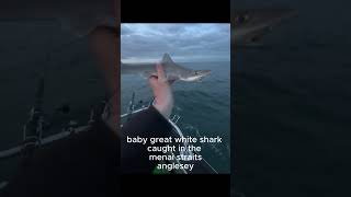 breaking news baby great white shark caught in the menai straits Anglesey shorts anglesey [upl. by Aissert]