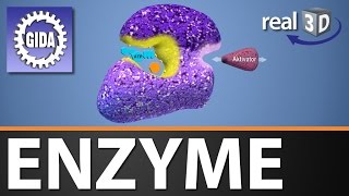 Trailer  Enzyme  Biologie  3D Software [upl. by Halfdan927]