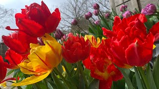 Tulip Festival at Arundel Castle  April 2024 [upl. by Enneibaf]