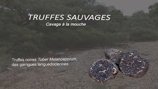 Truffe noire sauvage à la mouche [upl. by Elazaro131]