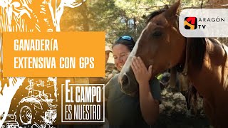 Ganadería extensiva con GPS [upl. by Peacock861]