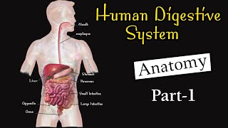 Anatomy of human digestive system I Digestive system I Digestive system class 11 [upl. by Ramberg413]