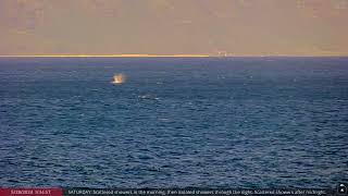 May 28 2024 Wild Dolphins on the North Shore of Oahu Hawaii [upl. by Cioban28]