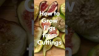 How to Grow Figs from Cuttings [upl. by Erlene677]