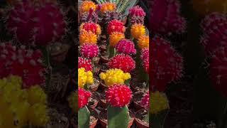 Glorious and Colorful quotMoon Cactusquot Variety Gymnocalycium mihanovichii hybrid [upl. by Teews643]