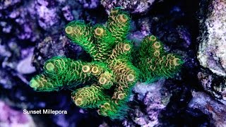 800 Aquarium pt4 Diatom Algae Solution and First Corals [upl. by Einor]