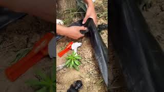 Garden irrigation micro spray tape laying and installation process [upl. by Eeresed604]