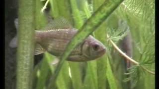 My Crucian carp in my Cold water fish tank Karausche im Aquarium 11 [upl. by Odraleba]