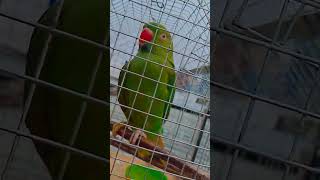 mitthu ksa batha h😘💋🧿tota talkingparrot parrot birds shortsvideo [upl. by Lozar]