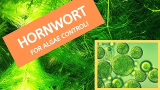 Algae Control Hack a Benefit of Having Hornwort Fast growing plant in Your Aquarium [upl. by Camden]