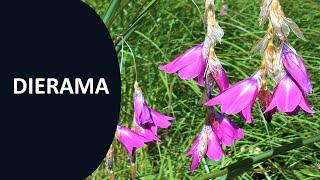 Dierama Growing the Angels Fishing Rod [upl. by Thomasa]