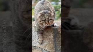 ✨Кот из сказки Пушкина A cat from Pushkins fairy tale barsik cat catvideos [upl. by Reifel]