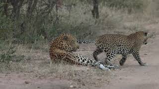 Female leopard performs mating ritual [upl. by Alesandrini316]