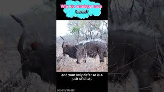 Top Wildlife Expert Reveals Antelope Horn SECRETS animals animal facts [upl. by Steinke266]