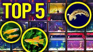 Top 5 Community Centerpiece and Oddball Aquarium Fish [upl. by Rilda]