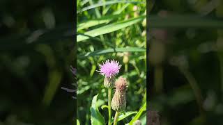 Wabamun Lake Provincial Park Alberta Canada [upl. by Hound]