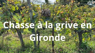 Chasse à la grive en Gironde [upl. by Auohc]