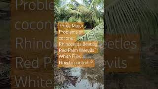 Three Major Problems of coconut Rhinoceros Beetles Red Palm Weevils White Flies How to control [upl. by Leshia]