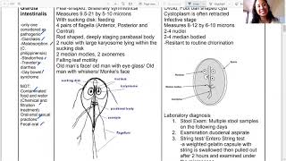 Mastigophora Flagellates Intestinal Genital Giardia Filipino [upl. by Aiceila]