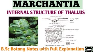 MARCHANTIA  Internal Structure of Marchantia Thallus  BSc Botany Notes with Full Explanation [upl. by Ynnohj]