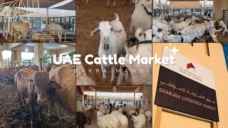 Sharjah Livestock market Sajjah  Bakra Mandi 🐂🐏🐐  Eid Preparations  Cattle Market bakramandi [upl. by Esihcoc]