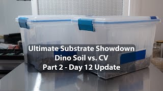 Coco Coir vs Dino Soil EPIC Mushroom Substrate Showdown Part 2  Day 12 Update [upl. by Skolnik471]