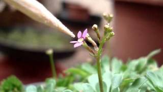 Stylidium debile working [upl. by Remled]