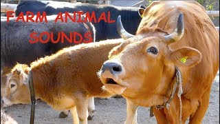 REAL FARM ANIMAL SOUNDS WITHOUT MUSIC for children and parents  cow mooing for kids Kuh muht [upl. by Yrrot130]