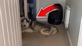 Hilarious Husky Back Talking  HUSKY DOG CAN ACTUALLY TALK [upl. by Bobinette]