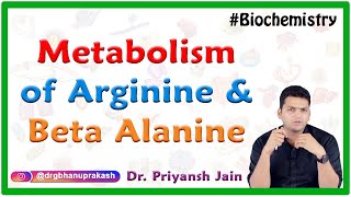 Metabolism of Arginine and Beta Alanine  Medical biochemistry [upl. by Kokoruda321]