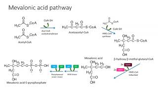 Mevalonic pathway [upl. by Eek148]