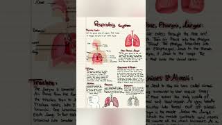 Respiratory system physiology and anatomy [upl. by Edlitam722]