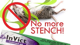 How to poison rats without the stench  Kills roaches amp ants too [upl. by Teloiv754]