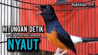 murai batu gacor AMPUH buat PANCINGAN murai batu agar bunyi JADIKAN burung murai gacor EMOSI NYAUT [upl. by Esten]