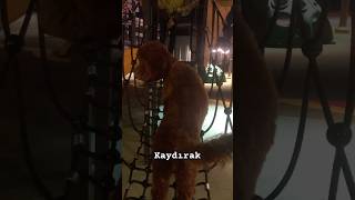 Kaju kaydırak çalışması kaydırak köpekeğitimi dogtraining keşfet köpek podle follow [upl. by Htabazile650]