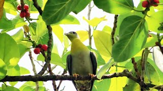 Green pigeon  हरे कबूतर हरियाल हारिल पक्षी  হরিয়াল পাখি [upl. by Bellda]