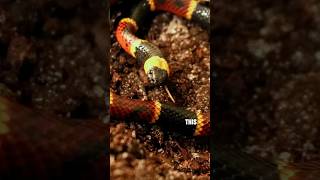 Difference Between Scarlet King And Eastern Coral Snake [upl. by Ttayw]