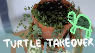 Peperomia Prostrata Care for Beginners [upl. by Sikata]