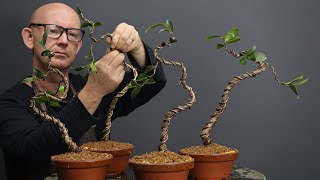 Making literati style Camellia bonsai [upl. by Goldshell697]