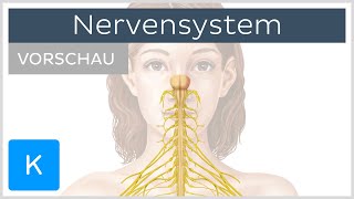 Einführung Was ist das Nervensystem Vorschau  Kenhub [upl. by Saint]