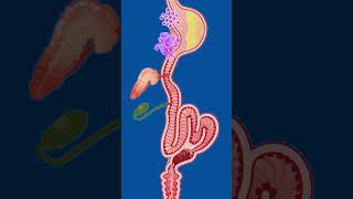 Digestive system  Digestive System Animation  health shorts anatomy [upl. by Hamehseer]