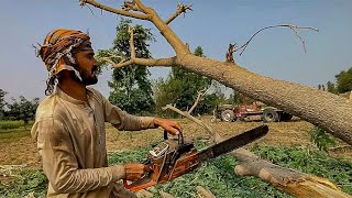 Testing Chinese 100 COPY Stihl Chainsaw  Logging in Extreme Weather  Zar Auto [upl. by Ydor]