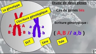 Le Génotype et lécriture génotypique [upl. by Heidt]