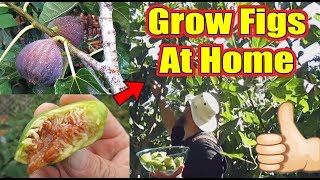 Everything You Need To Know About Growing Figs At Home  Whats My Favorite Fig Tree To Grow [upl. by Beach403]