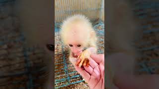 Help the injured baby monkey babymonkey rescuebabymonkeys [upl. by Mulcahy]