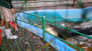 Feeding the Largest Crocodile in the Philippines [upl. by Roxane]